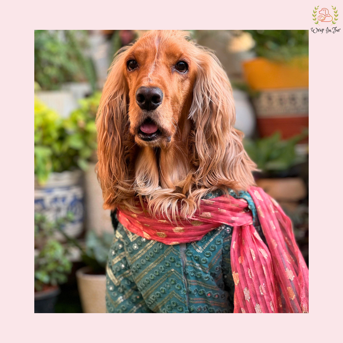 Aqua Green Mirror-Work Dog Kurta & Dupatta - Indian Dog Ethnic Wear Dress
