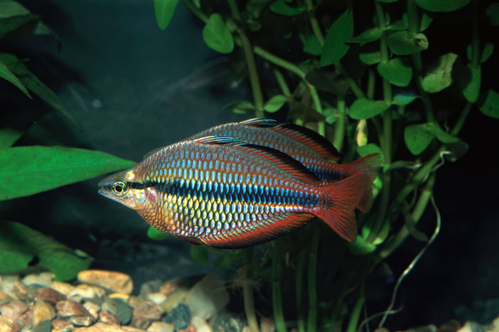banded rainbowfish for sale, melanotaenia trifasciata, banded rainbowfish, banded rainbow fish, rainbowfish for sale, rainbow fish for sale, buy rainbowfish online, banded rainbow fish in freshwater aquarium