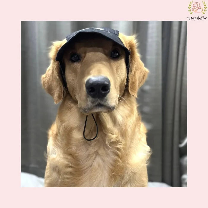 black dog cap labrador