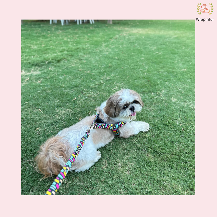 Dog harness