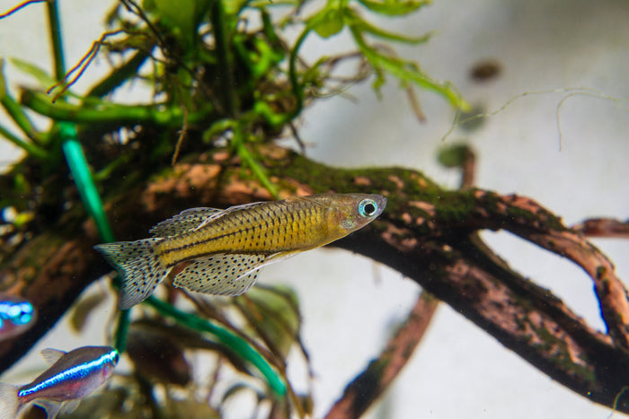 gertrude fish, spotted blue eye rainbowfish, pseudomugil gertrudae, gertrude rainbow fish, blue eye gertrudae rainbow, gertrudae rainbow, gertrude's rainbow fish, gertrude rainbow, blue eyed gertrude rainbow fish, gertrude rainbowfish, blue eye gertrudae rainbowfish, spotted blue eye rainbow fish, gertrude's spotted blue eye rainbowfish, blue eyed rainbowfish, gertrude's rainbow, gertrudes rainbow fish for sale