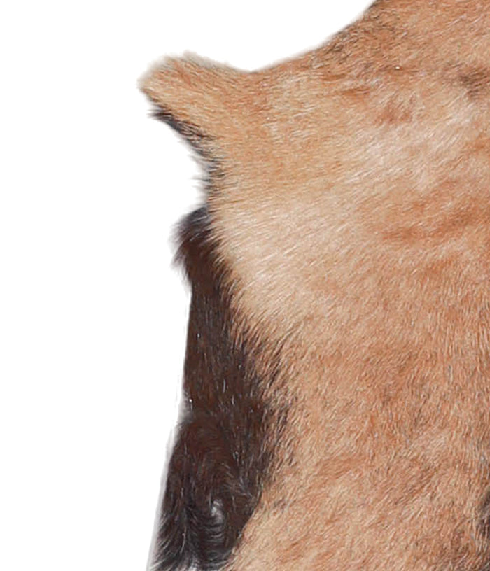 Goatskin #A28183