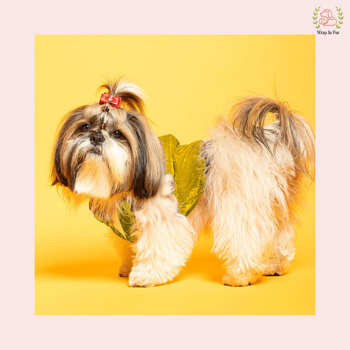 Golden Yellow Velvet Dog Tuxedo Vest - Festive Wedding Suit