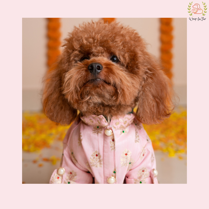 Gulabi Raja Pink Brocade Dog Kurta - Royal Wedding Outfit