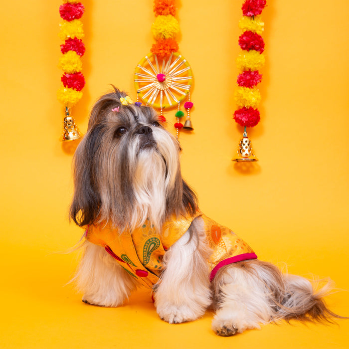 Yellow Dog Sherwani