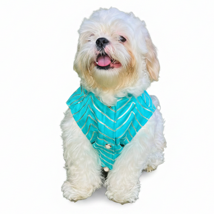 Aqua Golden Dog Sherwani