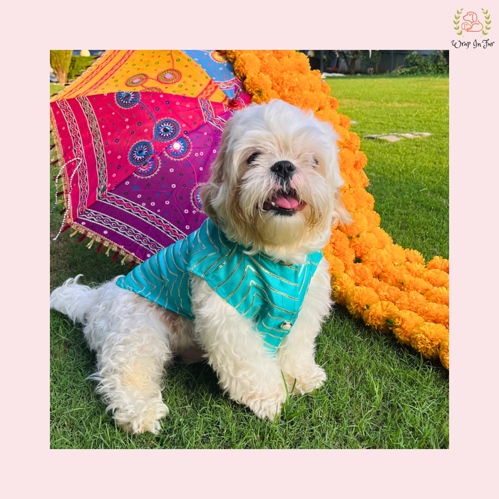 dog sherwani