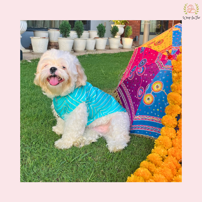 Golden Dog Sherwani
