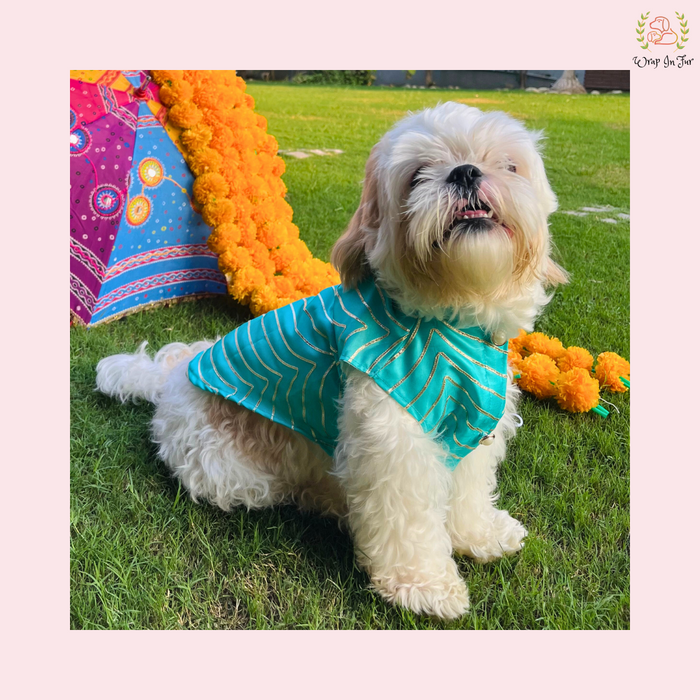 Aqua Golden Dog Sherwani
