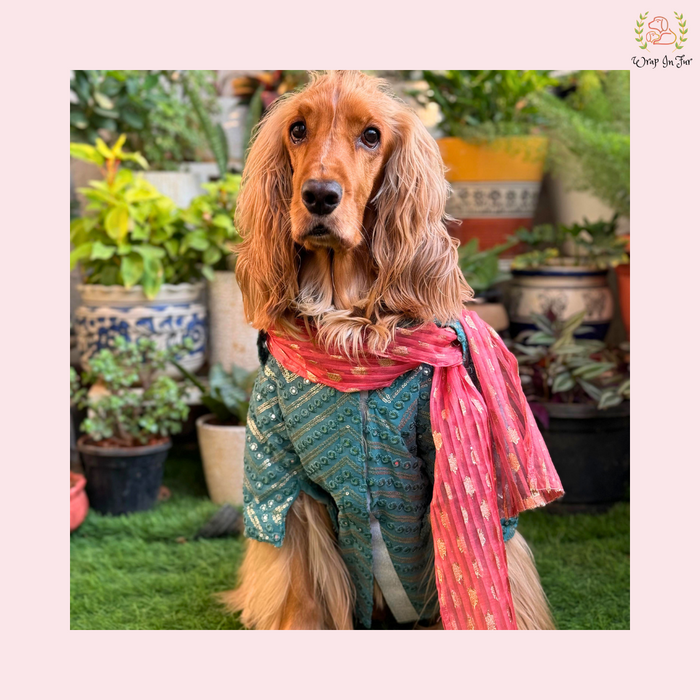 Aqua Green Mirror-Work Dog Kurta & Dupatta - Indian Dog Ethnic Wear Dress