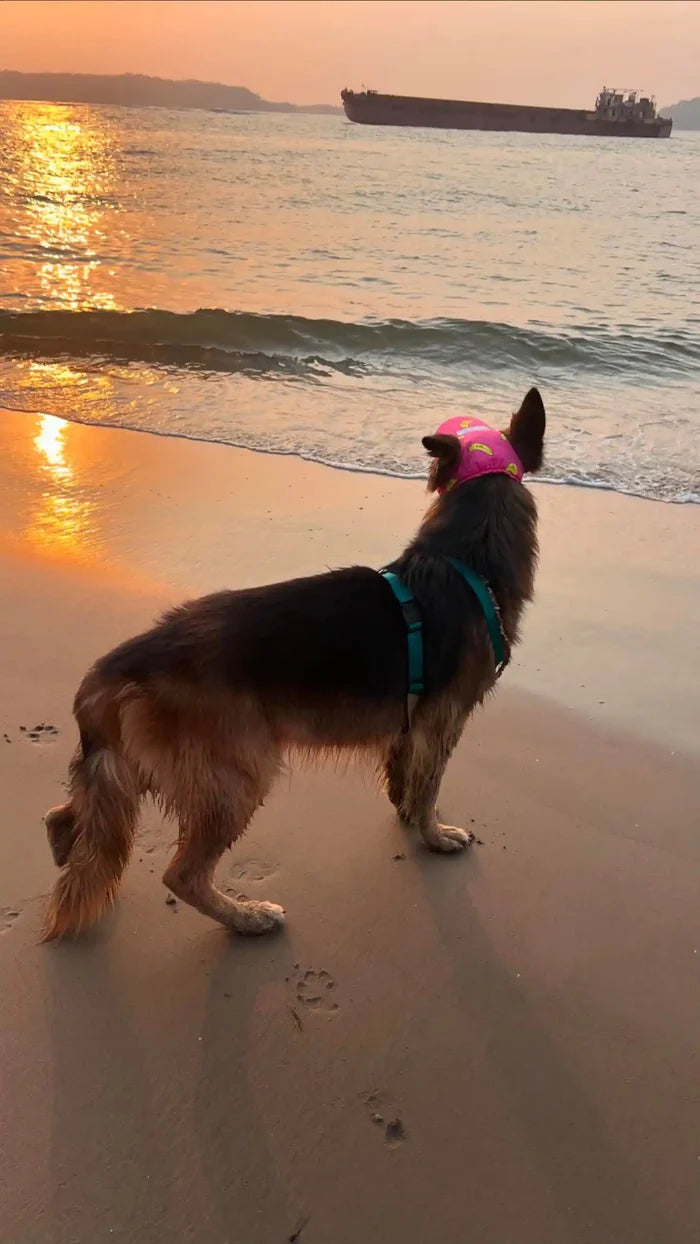 banana dog cap for beagle