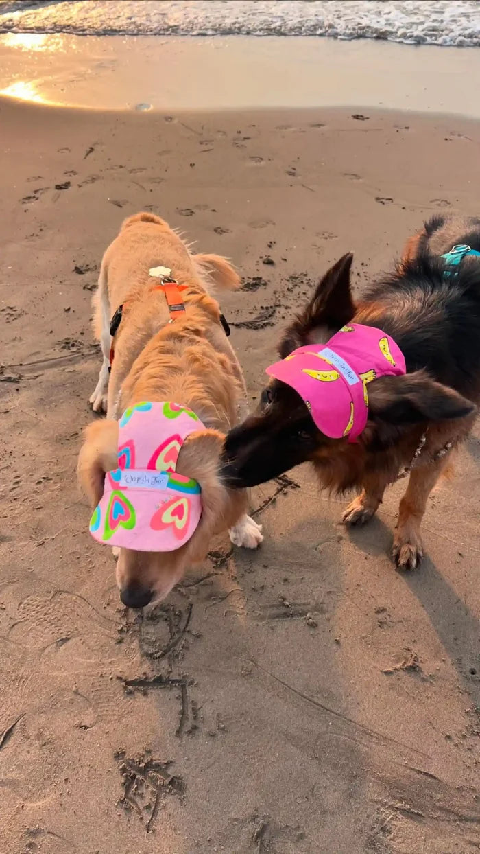 banana dog cap for maltese