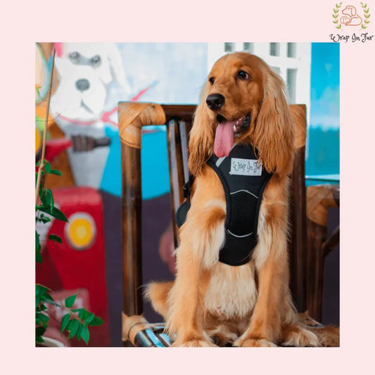 black double sided dog harness