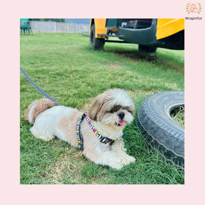small dog harness