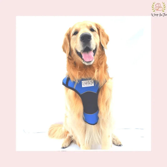 blue black dog harness