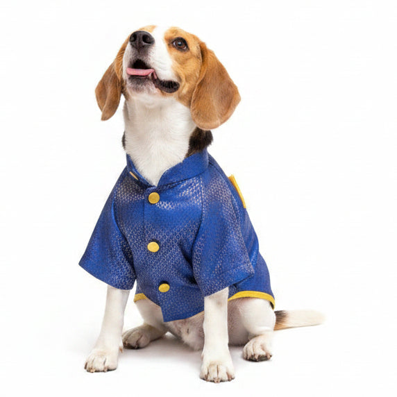 Beagle wedding dog sherwani