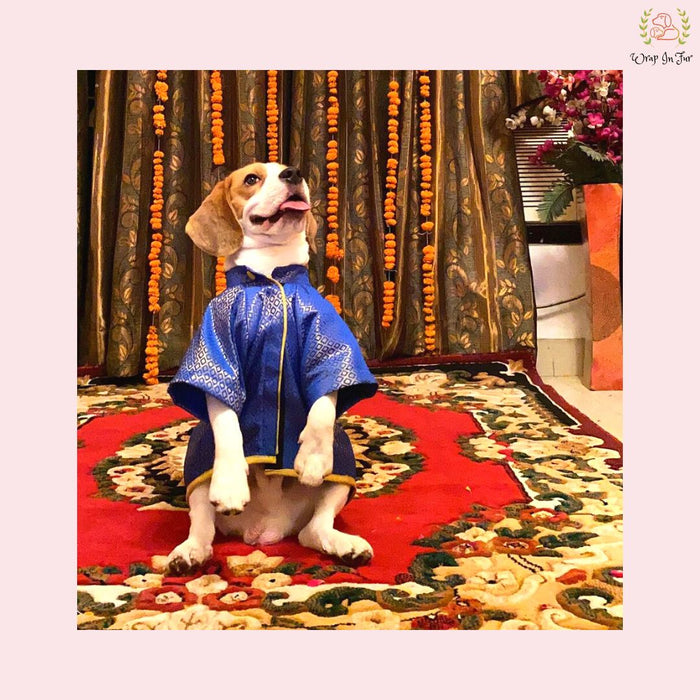Beagle blue bling dog sherwani
