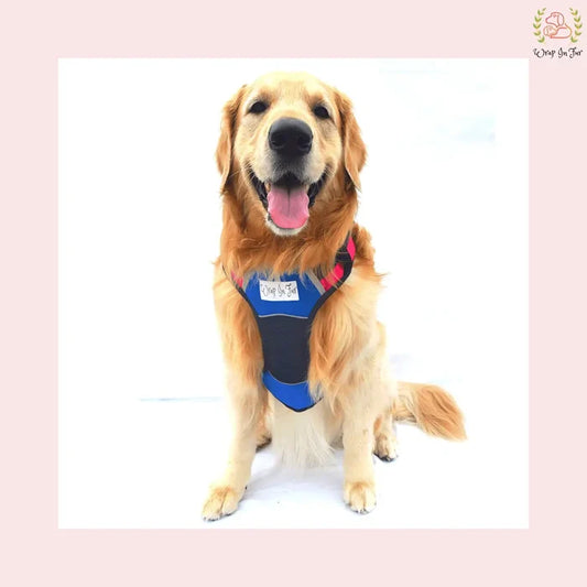 Blue Pink Double-Sided Dog Harness for Small & Medium Dogs