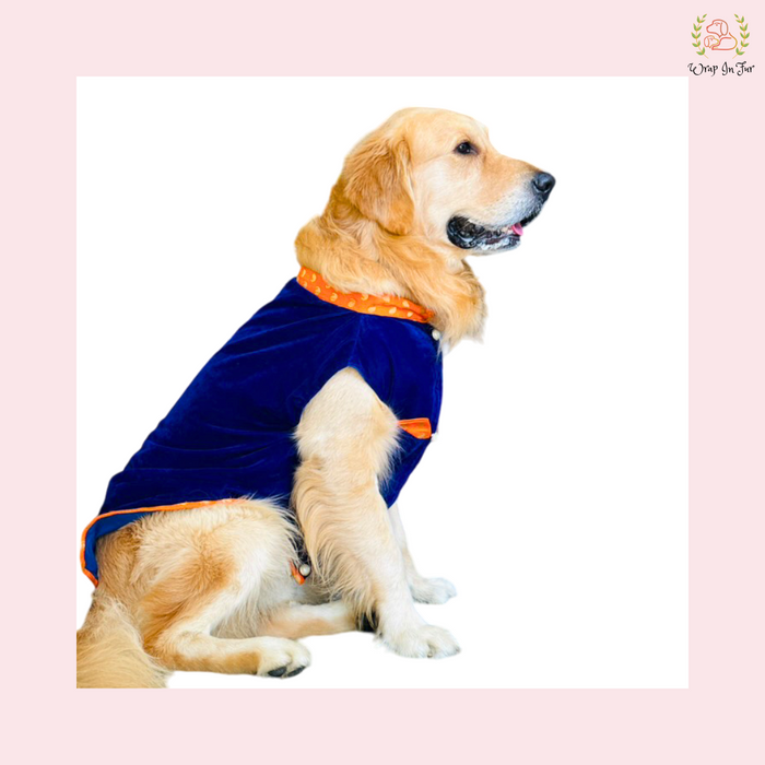 Blue Velvet Maharaja Jacket Dog Sherwani