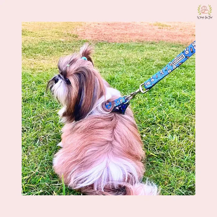 dog harness with leash