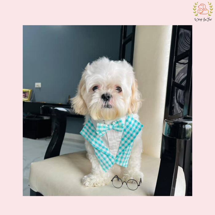 Chic Blue Gingham Tuxedo Style Dog Bandana - Formal Accessory