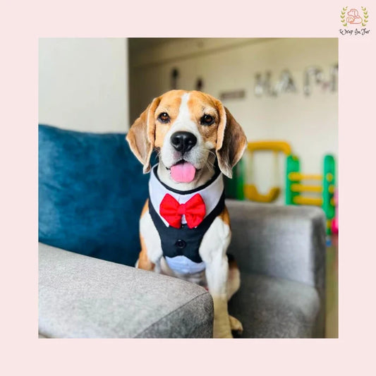 Classic Black Tuxedo-Style Dog Harness - Safe Formal Wedding Wear