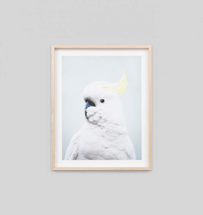 Cockatoo Blue