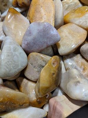 Coral, Fossilized - Tumbled LG