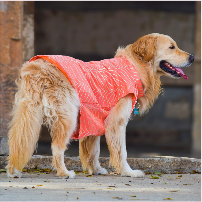 Dog Sherwani