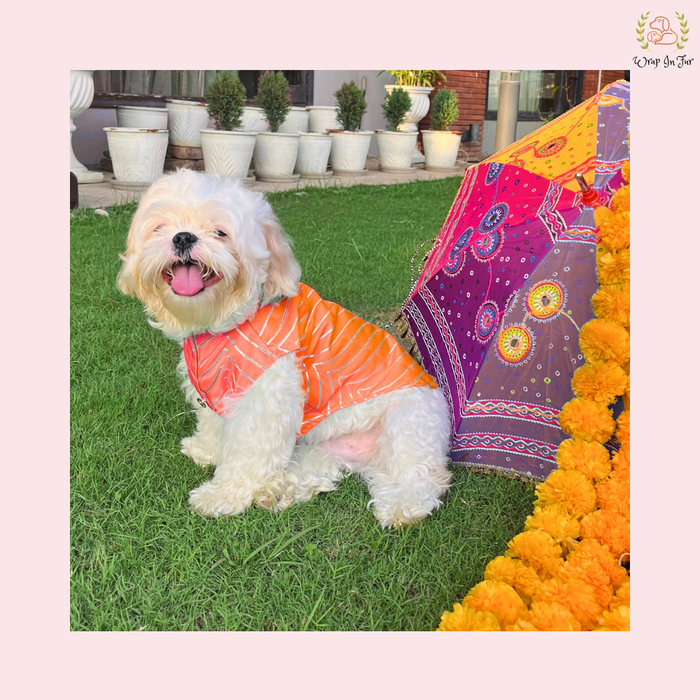 Coral Golden Dog Sherwani