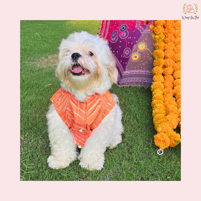 Golden Dog Sherwani