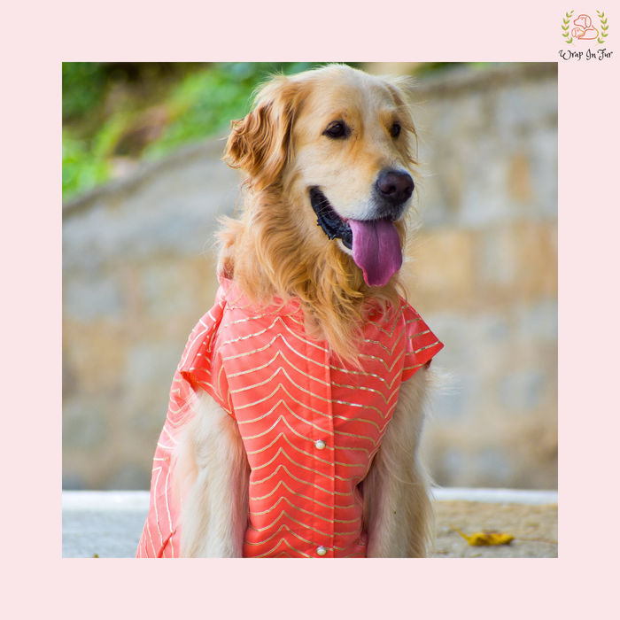 big dog sherwani