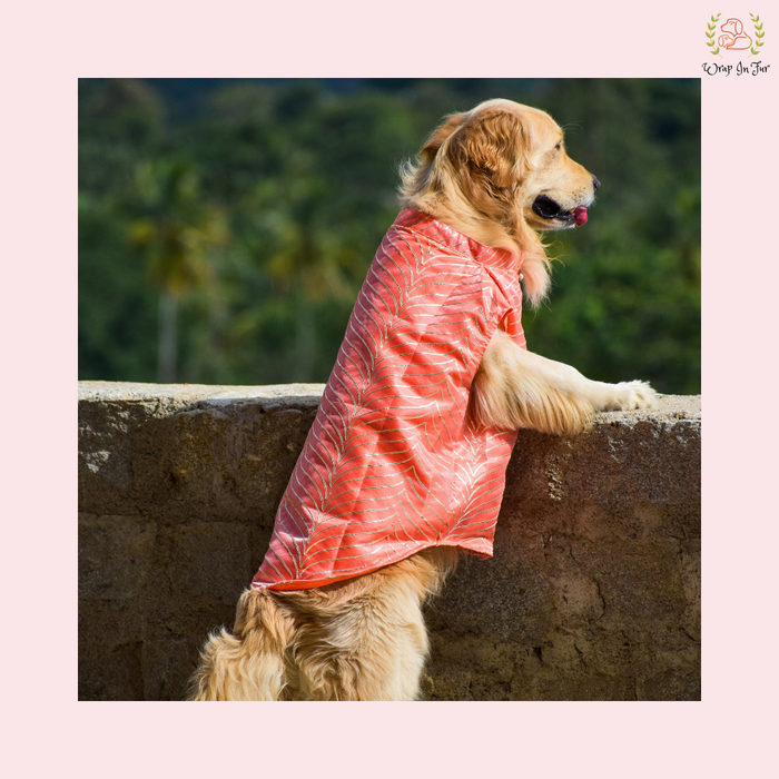 sherwani for dogs