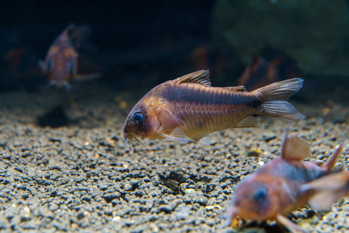 Corydoras rabauti for sale, rabauti cory, Rabaut's corydoras, rusty corydoras, rust corydoras, cory catfish for sale, rabauti cory catfish, corydoras catfish for sale, corydoras rabauti in freshwater aquarium