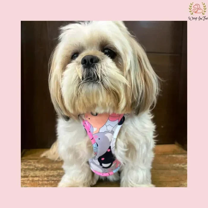 Cute Teddy Reversible Dog Harness