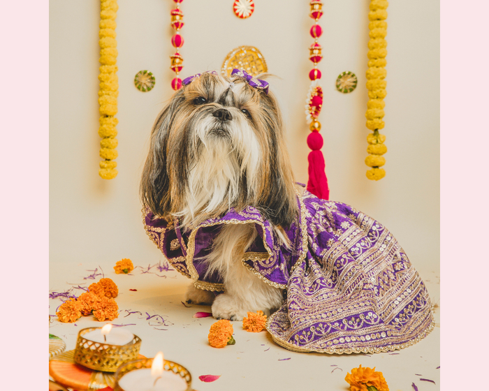 shihtzu dog dress