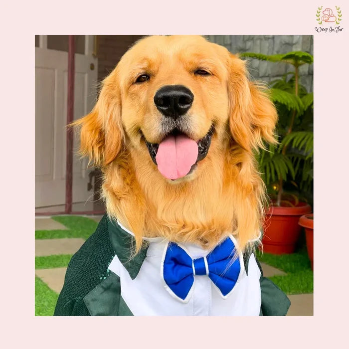 Emerald Green Sequin Dog Tuxedo Jacket - Festive Formal Suit