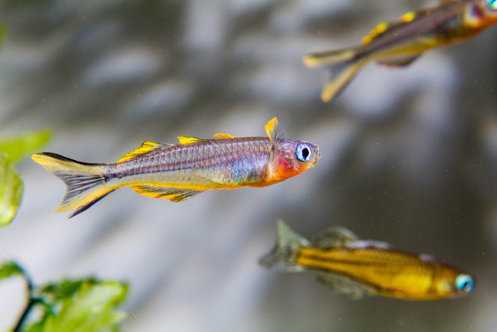 forktail blue eye rainbowfish, forktail rainbow fish, forktail rainbowfish for sale, forktail blue eye, forktail rainbowfish, spotted blue eye rainbowfish, pseudomugil furcatus, blue eyed rainbow fish, blue eye rainbowfish, forktail rainbow, furcata rainbow, forktail