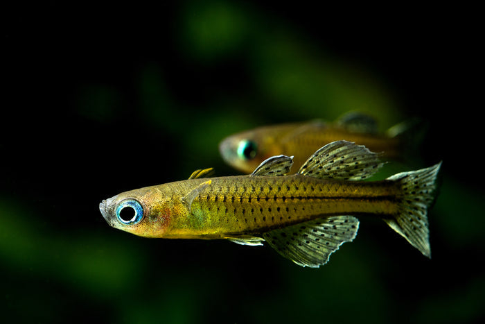 gertrude rainbow fish for sale, gertrude fish, spotted blue eye rainbowfish, pseudomugil gertrudae, gertrude rainbow fish, blue eye gertrudae rainbow, gertrudae rainbow, gertrude's rainbow fish, gertrude rainbow, blue eyed gertrude rainbow fish, gertrude rainbowfish, blue eye gertrudae rainbowfish, spotted blue eye rainbow fish, gertrude's spotted blue eye rainbowfish, blue eyed rainbowfish, gertrude's rainbow