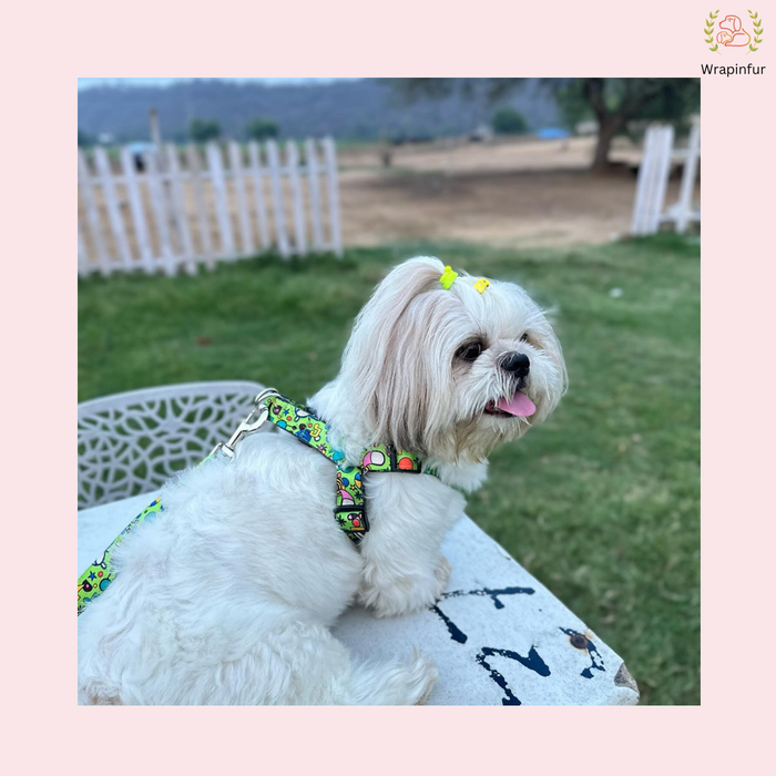 Green Fab Dog Harness with Leash
