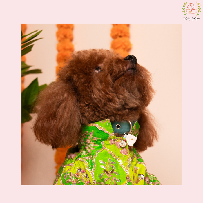 Green Zari Dog Kurta - Royal Indian Dog Ethnic Wear Dress