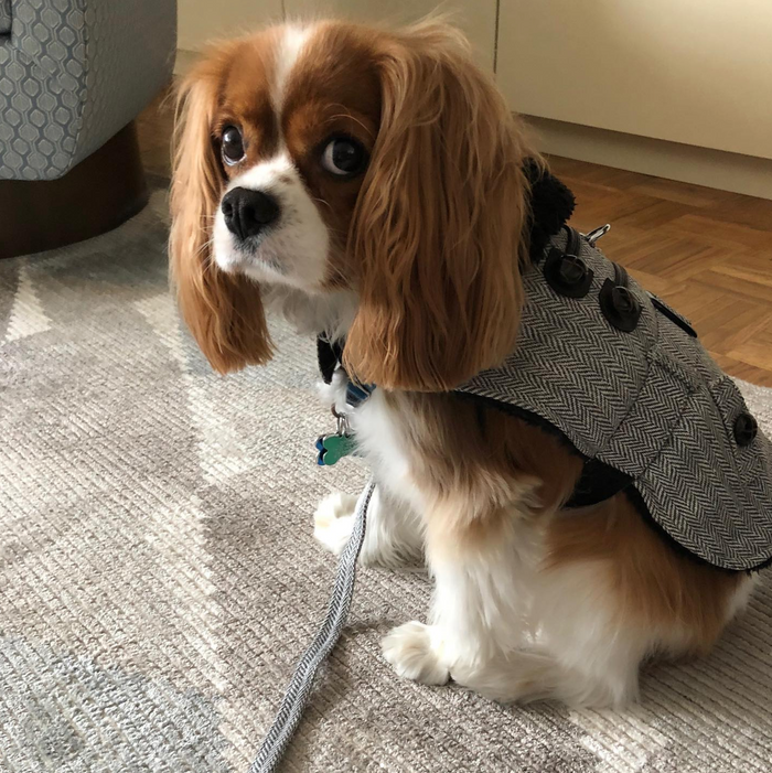 GRAY-HERRINGBONE-DESIGNER-DOG-COAT