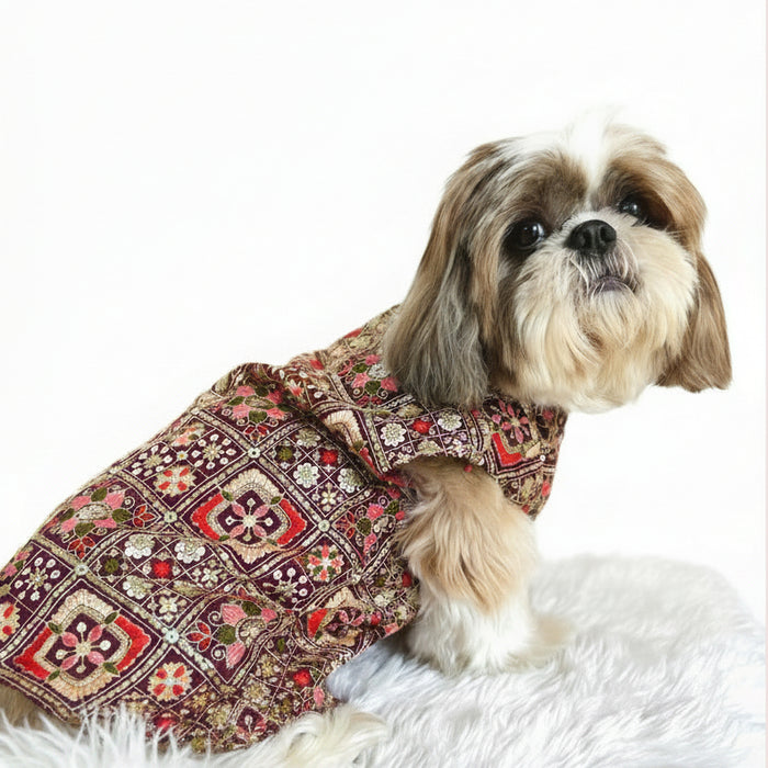 Jagmag Shihtzu dog sherwani for indian outfit
