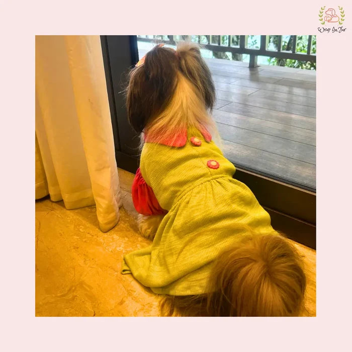 Lemon Dog Princess Frock – Wedding Outfit for Dogs