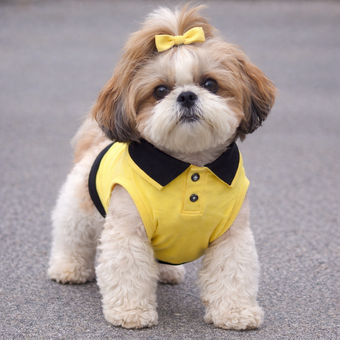Lemon Polo T shirt for dog