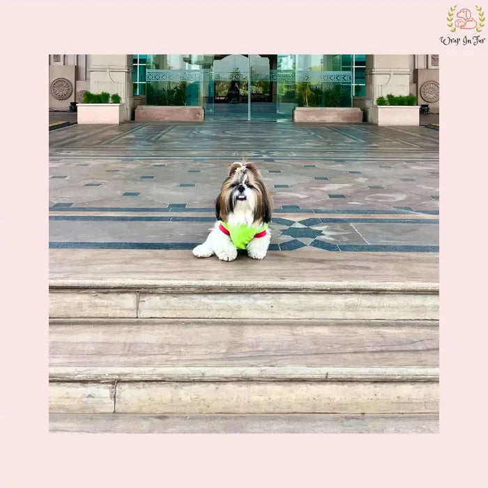 dog t-shirts