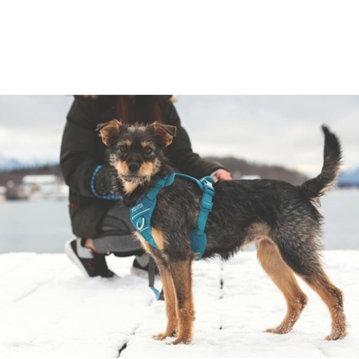 Momentum Control Harness - Fuchsia