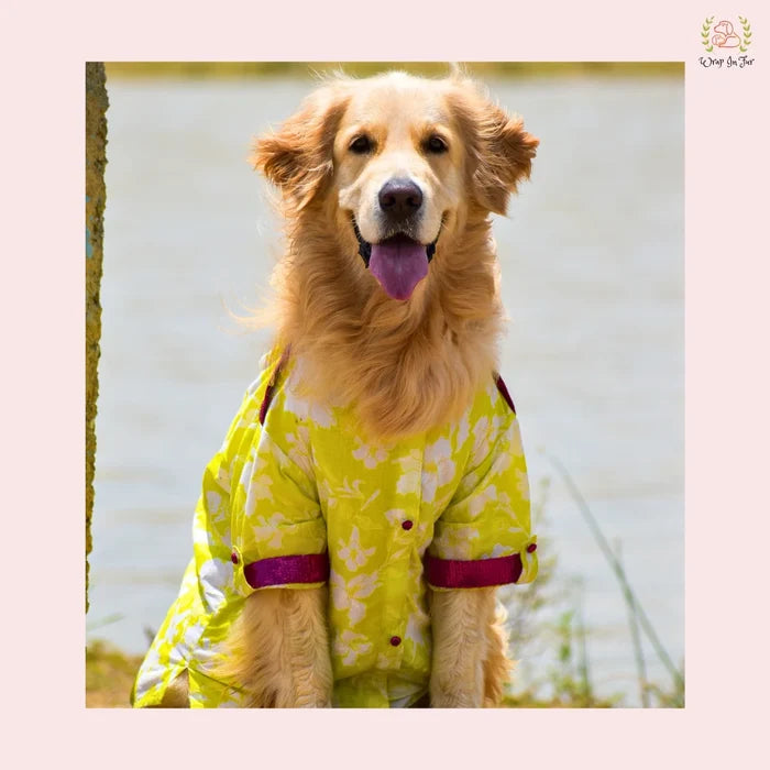 Neon Lime Pathani Dog Kurta Shirt - Modern Indian Dog Ethnic Wear