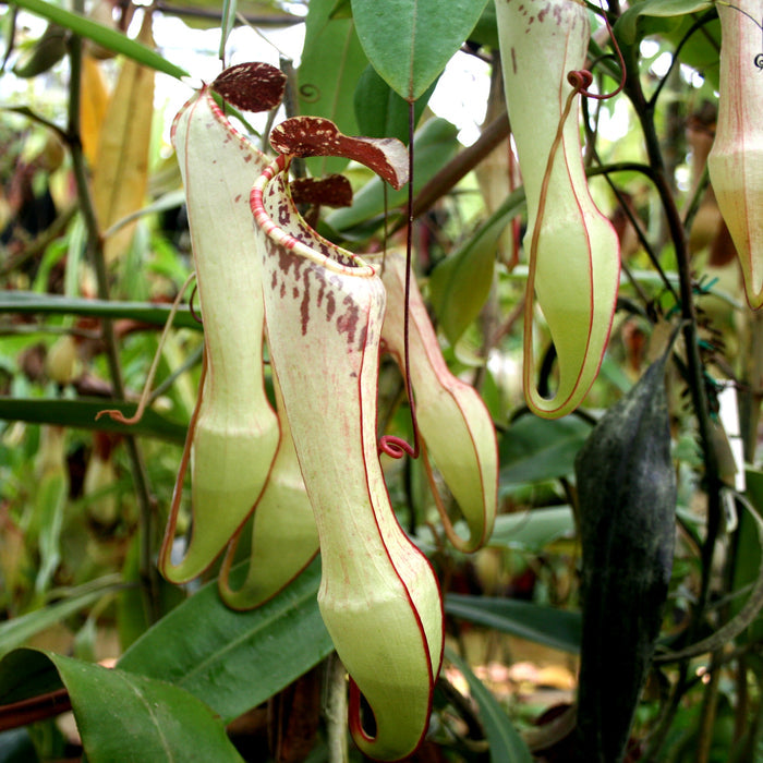 Nepenthes eustachya pitcher plant with pale green elongated pitchers edged in red