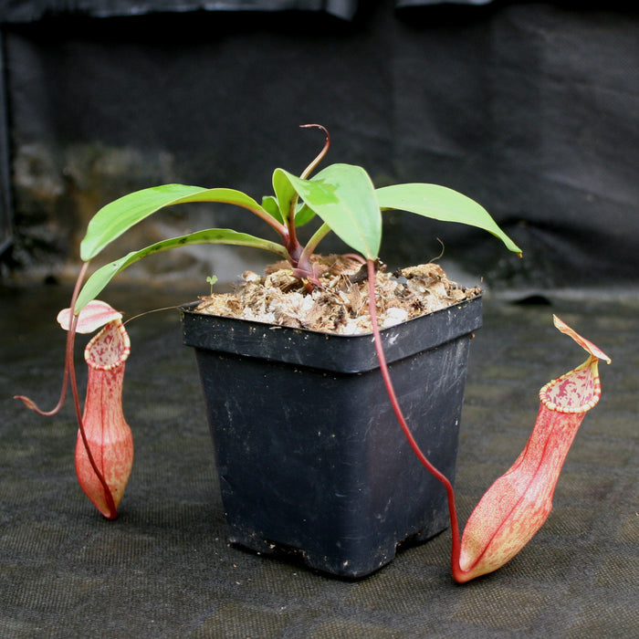 Nepenthes eustachya young plant with long green leaves and two red hanging pitchers beside the pot